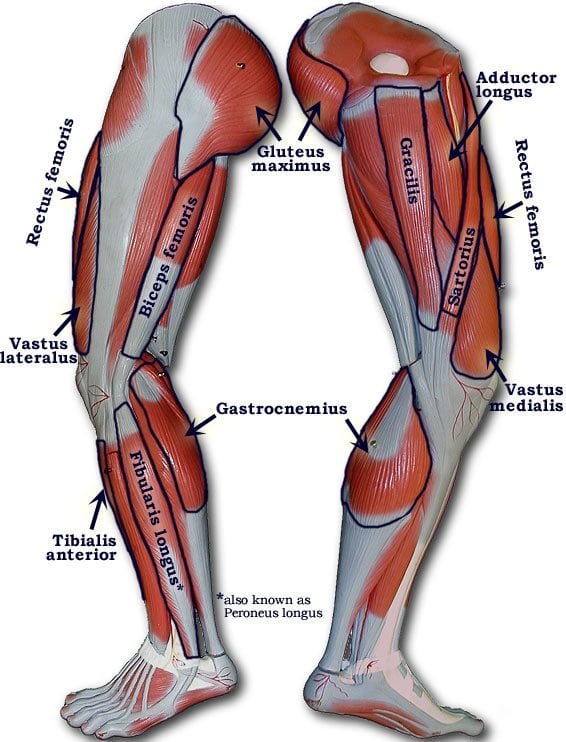 Leg Muscle Diagram Unlabeled : Leg Muscles Diagram and the Cure