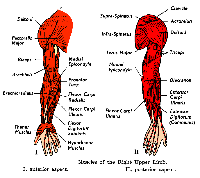 Arm Workouts 5 Great Exercises To Grow Your Biceps And Triceps Guy