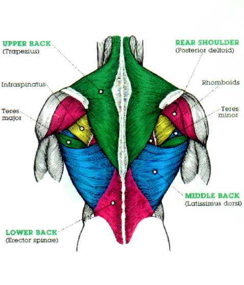 back muscles upper, middle lower
