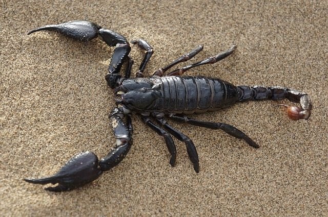 scorpion zodiac sign traits