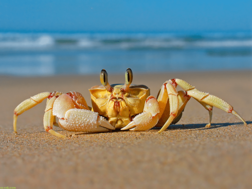 cancer crab symbol zodiac