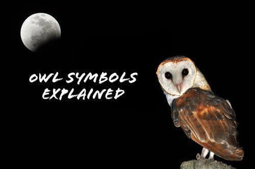 What Owl Tattoo Symbols Mean For Guys Guy Counseling