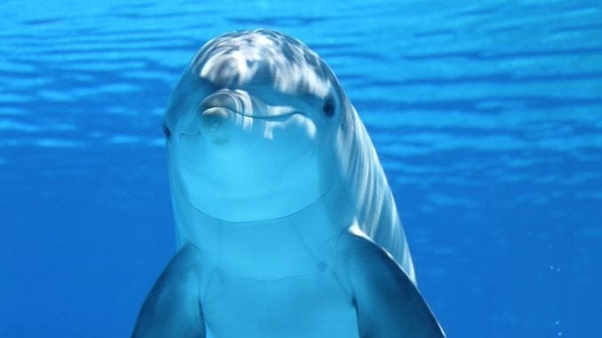 cute playful dolphin representing capricorn