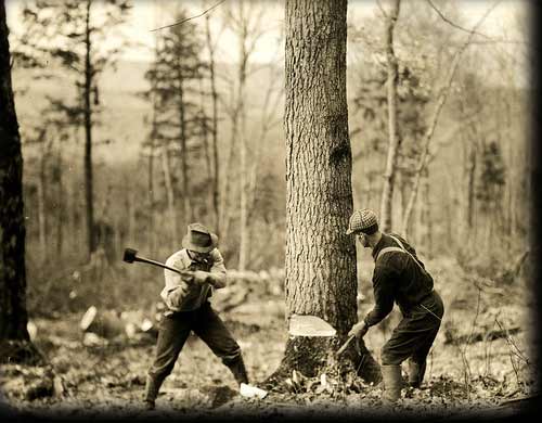 lumberjacks cutting tree old timey