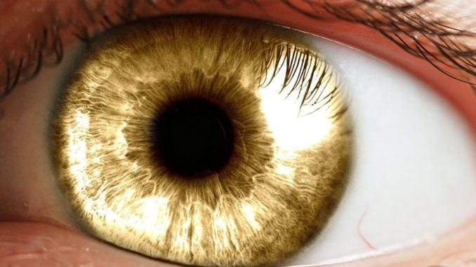 Learn About The Origin of Amber Eyes in People