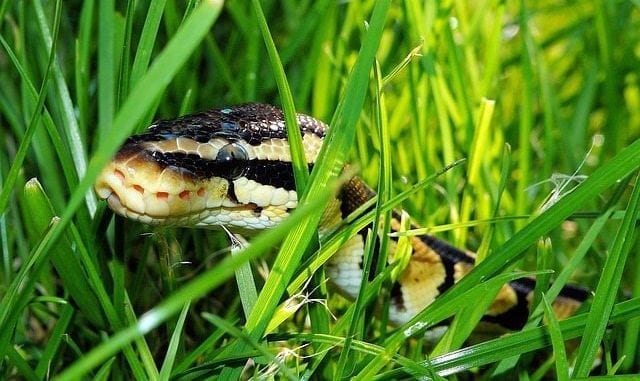 serpiente negra en los sueños