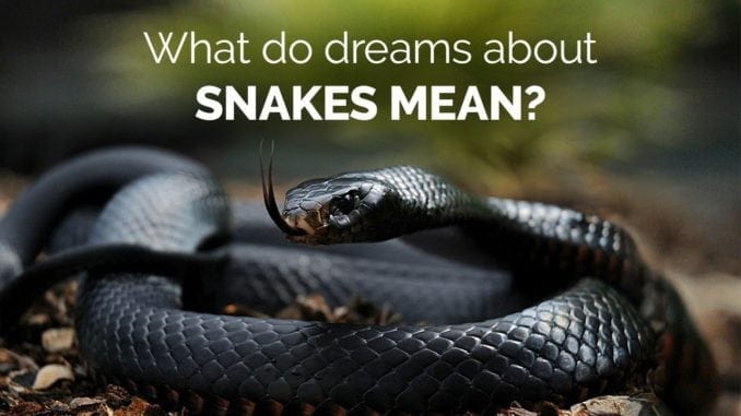 what-snakes-mean-and-symbolize-in-dreams-guy-counseling