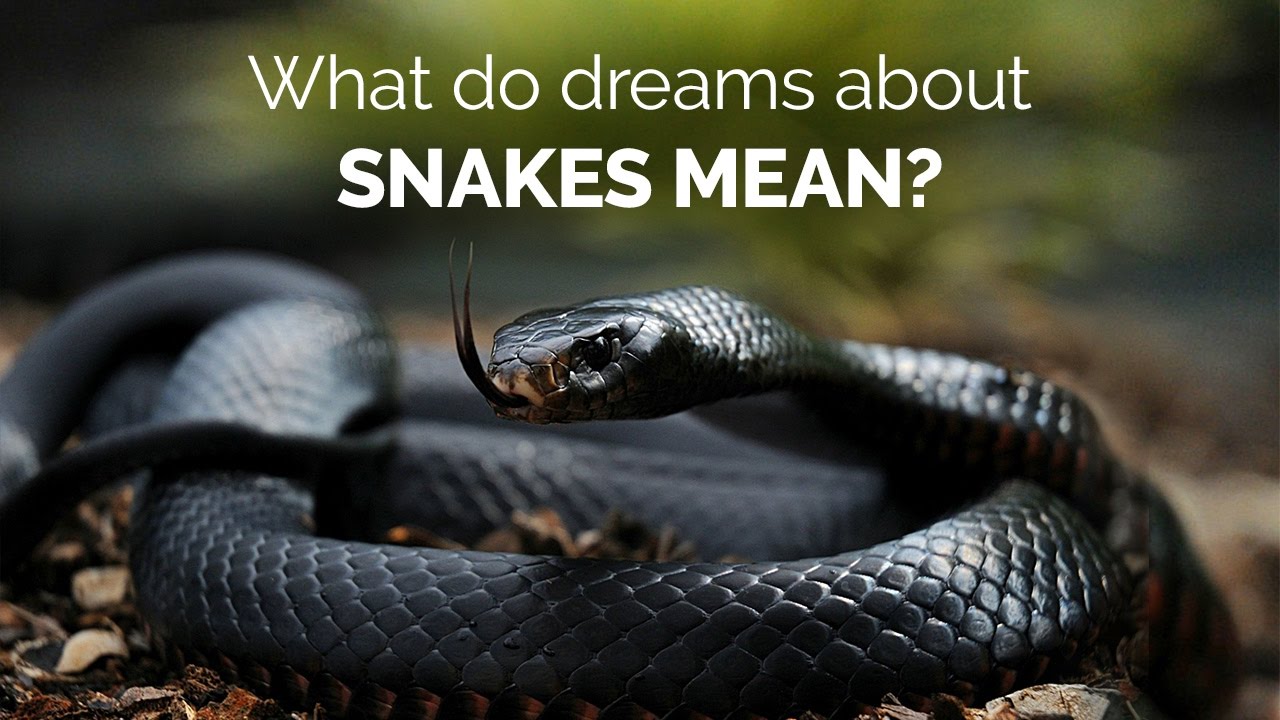 What Snakes Mean and Symbolize in Dreams | Guy Counseling