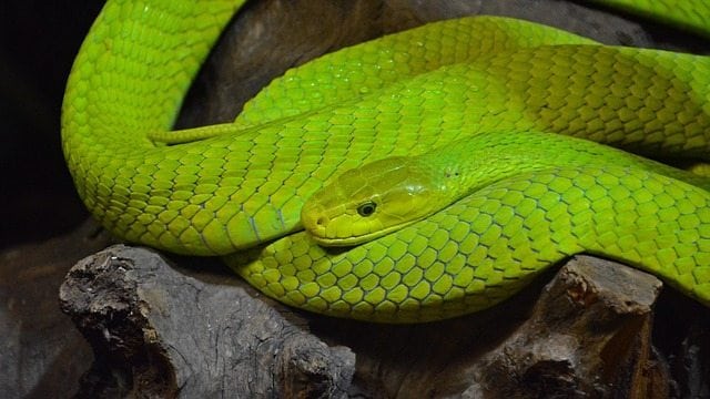 serpiente sueños, símbolos y psicología