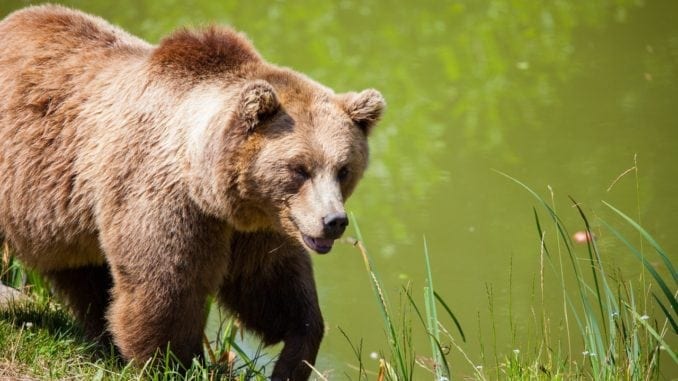 10-life-saving-tips-for-preventing-a-bear-attack-guy-counseling