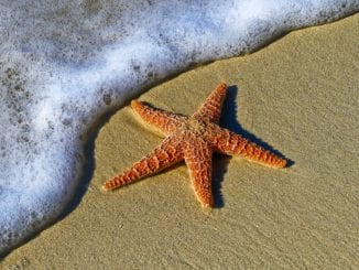 starfish in your dreams