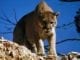 mountain lion cougar attack