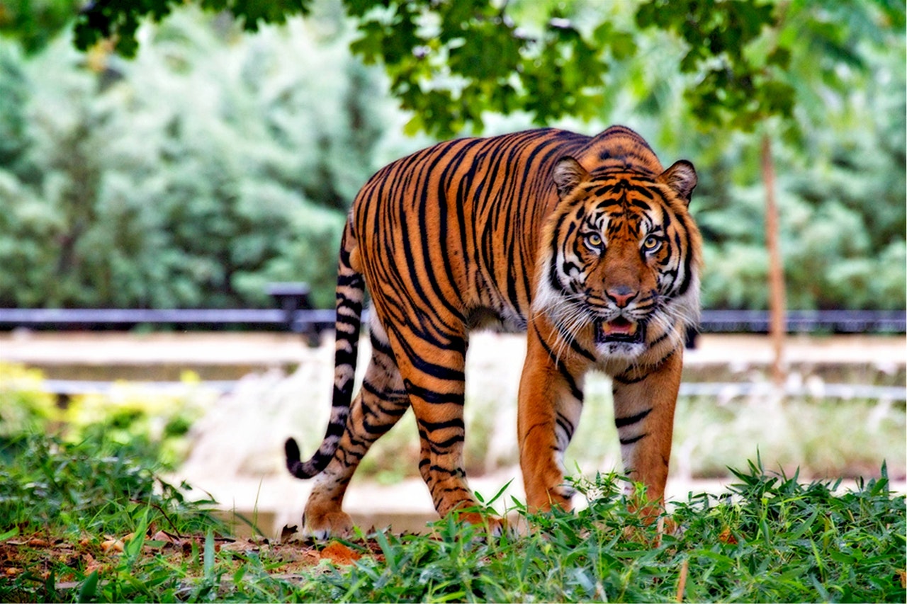 what-do-dreams-about-tigers-mean-guy-counseling