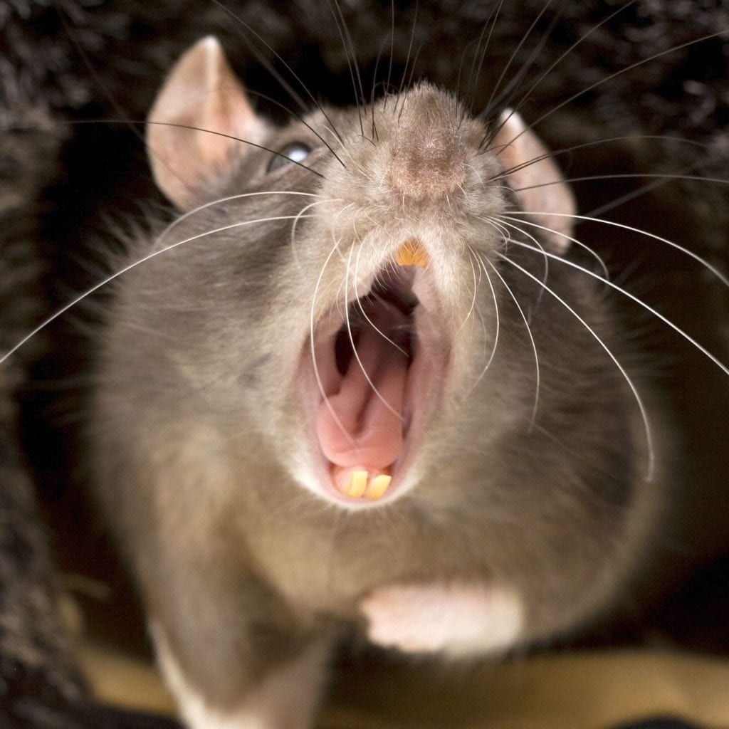 What Dreams About Rats Mean (Biting, Crawling and Running) | Guy Counseling