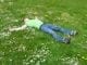 man sleeping grass