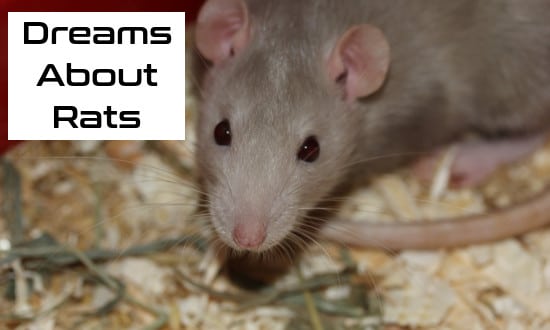 dreams about rats