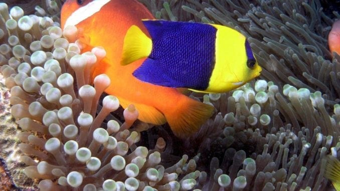 Multi-color fish in dreams